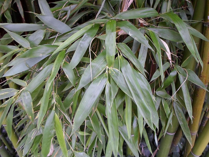 « Feuillage de bambou bamboo leaf VAN DEN HENDE ALAIN CC BY SA 40 05 BG PDP -14451032455Ai » par Alain Van den Hende — Travail personnel. Sous licence CC BY-SA 4.0 via Wikimedia Commons - https://commons.wikimedia.org/wiki/File:Feuillage_de_bambou_bamboo_