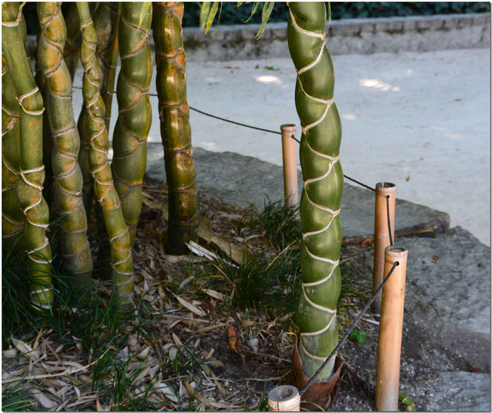 Bambou en carapace de tortue (Phyllostachys pubescens (kikko).- gillyan9 CC2.0