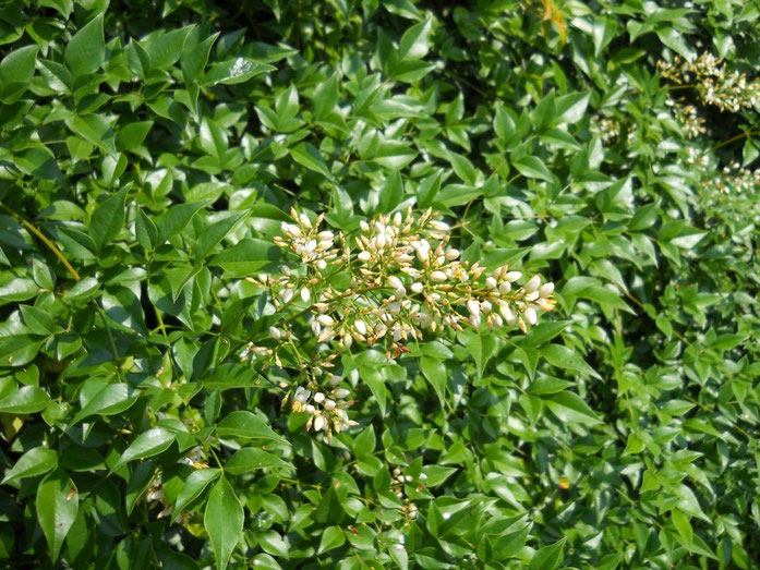 "Nandina Blooms" by Woodlot at en.wikipedia - Transferred from en.wikipedia to Commons by User:Rasbak using CommonsHelper.. Licensed under Public Domain via Commons - https://commons.wikimedia.org/wiki/File:Nandina_Blooms.jpg#/media/File:Nandina_Blooms.jp