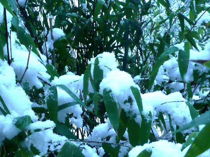 “Phyllostachys Nigra in the snow April 2008” của Paul Smith – Tác phẩm do chính người tải lên tạo ra, phát hành theo giấy phép GFDL do Wikimedia Commons - https://commons.wikimedia.org/wiki/File:Phyllostachys_Nigra_in_the_snow_April_2008.jpg#/media/File:P