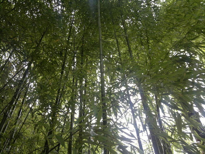 « Bamboo bambou bambuseae phyllostachys VAN DEN HENDE ALAIN CC-BY-SA-4 0 210520142038 01 » par Alain Van den Hende — Travail personnel. Sous licence CC BY-SA 4.0 via Wikimedia Commons - https://commons.wikimedia.org/wiki/File:Bamboo_bambou_bambuseae_phyll