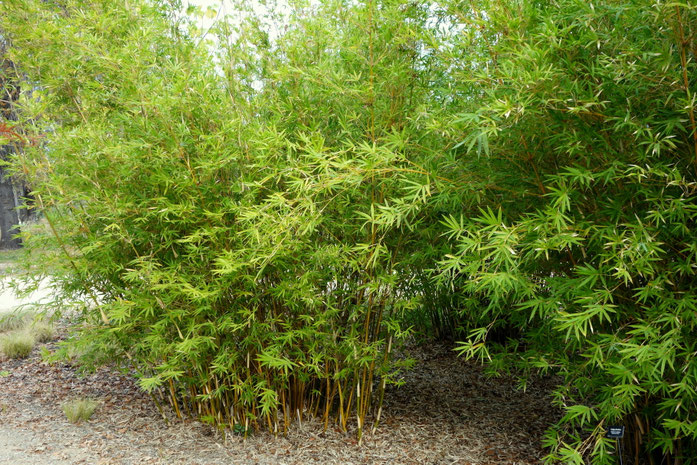 "Bambusa multiplex 'Alphonse Karr' - McConnell Arboretum & Botanical Gardens - DSC02982" by Daderot - 投稿者自身による作品. Licensed under CC0 via Wikimedia Commons - https://commons.wikimedia.org/wiki/File:Bambusa_multiplex_'Alphonse_Karr'_-_McConnell_Arboretum_%2