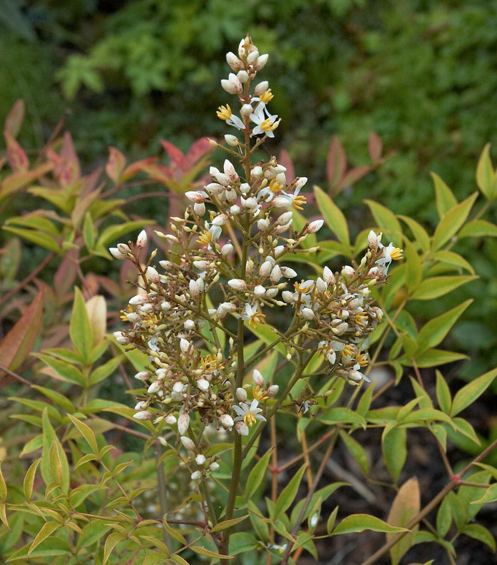 "Nandina domestica B" by Wouter Hagens - 자작. Licensed under 퍼블릭 도메인 via 위키미디어 공용 - https://commons.wikimedia.org/wiki/File:Nandina_domestica_B.jpg#/media/File:Nandina_domestica_B.jpg