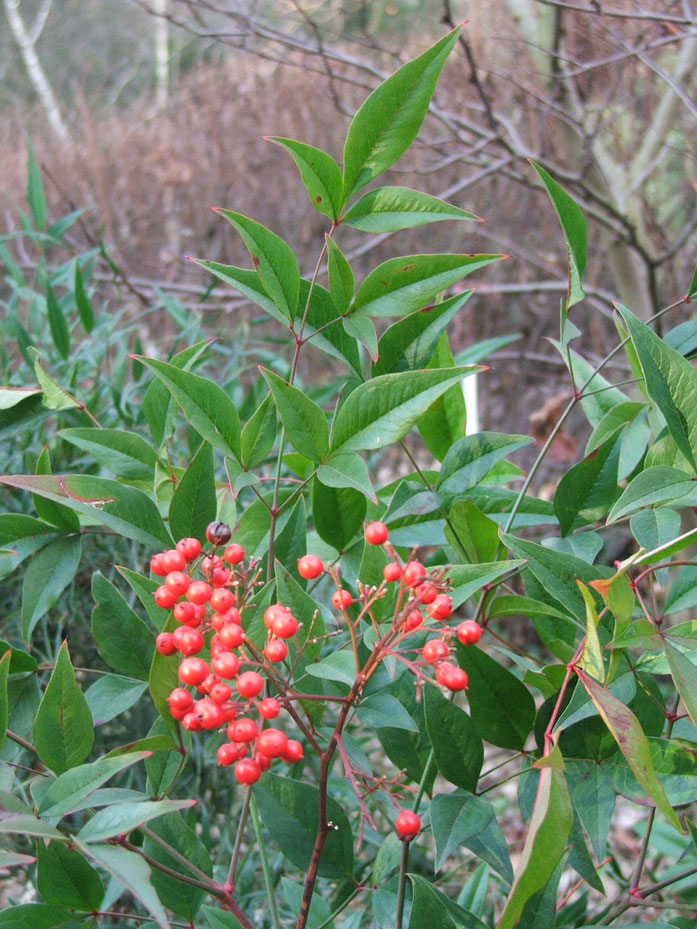“Nandina domestica fruits”作者PiPi - 自己的作品。来自维基共享资源 - https://commons.wikimedia.org/wiki/File:Nandina_domestica_fruits.jpg#/media/File:Nandina_domestica_fruits.jpg根据公有领域授权