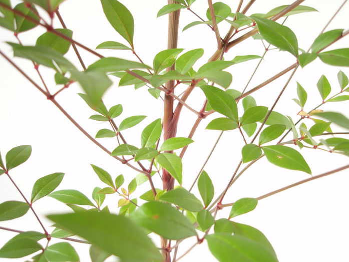 "Nandina domestica 20101209 h" by Batholith (talk) - 投稿者自身による作品. Licensed under パブリック・ドメイン via ウィキメディア・コモンズ - https://commons.wikimedia.org/wiki/File:Nandina_domestica_20101209_h.jpg#/media/File:Nandina_domestica_20101209_h.jpg