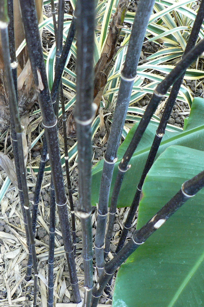 „Black Bamboo Stems“ von No machine readable author provided. Rob Cowie assumed (based on copyright claims). - No machine readable source provided. Own work assumed (based on copyright claims).. Lizenziert unter CC BY-SA 3.0 über Wikimedia Commons - https