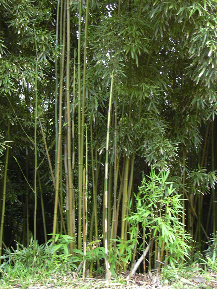 “Starr 030807-0022 Phyllostachys nigra” của Forest & Kim Starr, phát hành theo giấy phép CC BY 3.0 do Wikimedia Commons - https://commons.wikimedia.org/wiki/File:Starr_030807-0022_Phyllostachys_nigra.jpg#/media/File:Starr_030807-0022_Phyllostachys_nigra.j