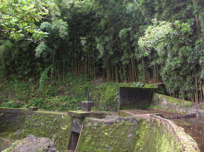 “Starr 050107-2908 Phyllostachys nigra” của Forest & Kim Starr, phát hành theo giấy phép CC BY 3.0 do Wikimedia Commons - https://commons.wikimedia.org/wiki/File:Starr_050107-2908_Phyllostachys_nigra.jpg#/media/File:Starr_050107-2908_Phyllostachys_nigra.j