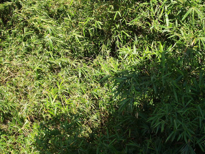 BU211F044_« Bamboo leafs » par No machine readable author provided. Mamun2a assumed (based on copyright claims). — No machine readable source provided. Own work assumed (based on copyright claims).. Sous licence CC BY-SA 2.5 via Wikimedia Commons - https: