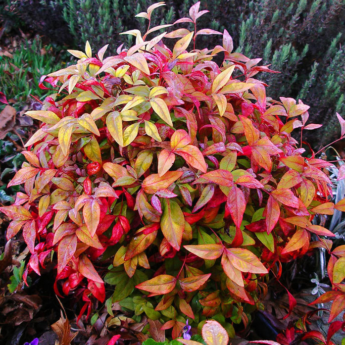 "Plant-nandina-domestica-IMGP1261reduced". Licensed under Public Domain via Wikipedia - https://en.wikipedia.org/wiki/File:Plant-nandina-domestica-IMGP1261reduced.jpg#/media/File:Plant-nandina-domestica-IMGP1261reduced.jpg