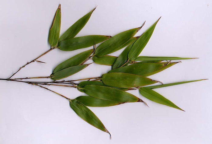 "Phyllostachys nigra folium" by by MPF - Own work. Licensed under CC BY-SA 3.0 via Wikimedia Commons - https://commons.wikimedia.org/wiki/File:Phyllostachys_nigra_folium.jpg#/media/File:Phyllostachys_nigra_folium.jpg