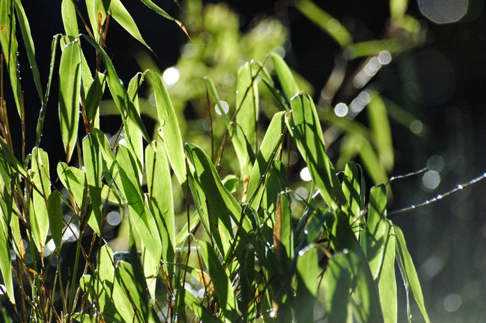 "2007-03-03 (1) Bamboo, Bambus, Fargesia murielae" av Vera Buhl - Eget arbete. Licensierad under CC BY-SA 3.0 via Wikimedia Commons - https://commons.wikimedia.org/wiki/File:2007-03-03_(1)_Bamboo,_Bambus,_Fargesia_murielae.JPG#/media/File:2007-03-03_(1)_B