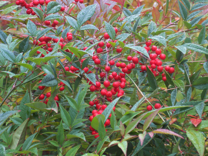 "Nandina domestica RJB" by A. Barra - 投稿者自身による作品. Licensed under CC 表示-継承 3.0 via ウィキメディア・コモンズ - https://commons.wikimedia.org/wiki/File:Nandina_domestica_RJB.jpg#/media/File:Nandina_domestica_RJB.jpg