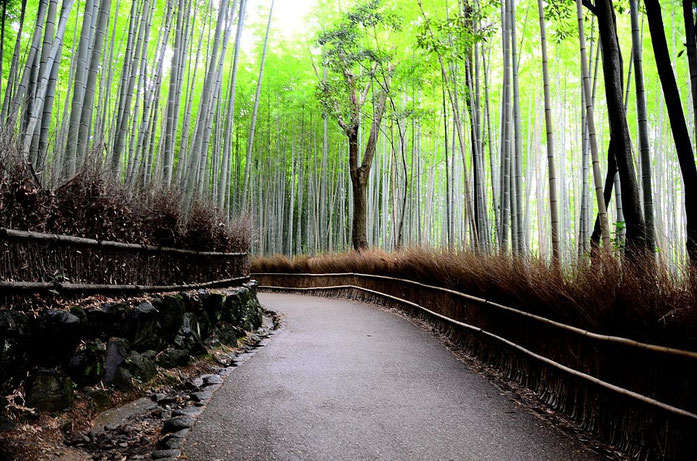 Bambouseraie d'Arashiyama : La forêt de bambous de Sagano à Kyoto , chemin à travers les bambous géants, forêt de jade 6 "Bamboo forest 01" by Dariusz Jemielniak ("Pundit") - Own work. Licensed under CC BY-SA 3.0 via Commons - https://commons.wikimedia.or