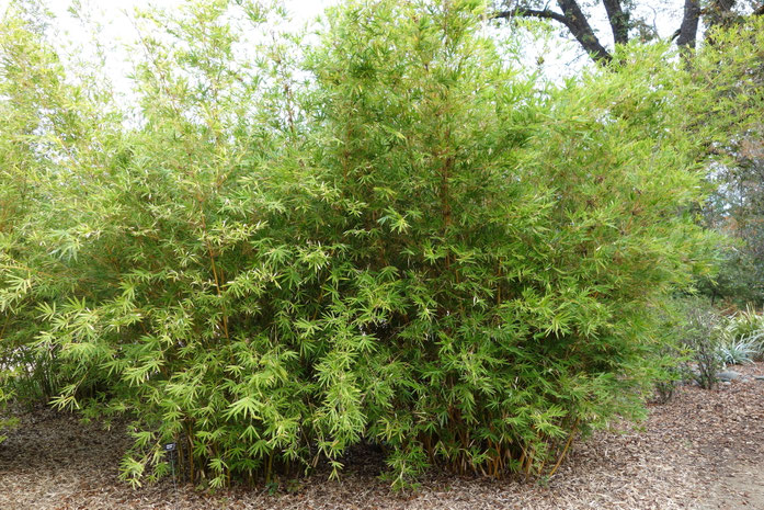 "Bambusa multiplex 'Alphonse Karr' - McConnell Arboretum & Botanical Gardens - DSC02979" by Daderot - 投稿者自身による作品. Licensed under CC0 via Wikimedia Commons - https://commons.wikimedia.org/wiki/File:Bambusa_multiplex_'Alphonse_Karr'_-_McConnell_Arboretum_%2