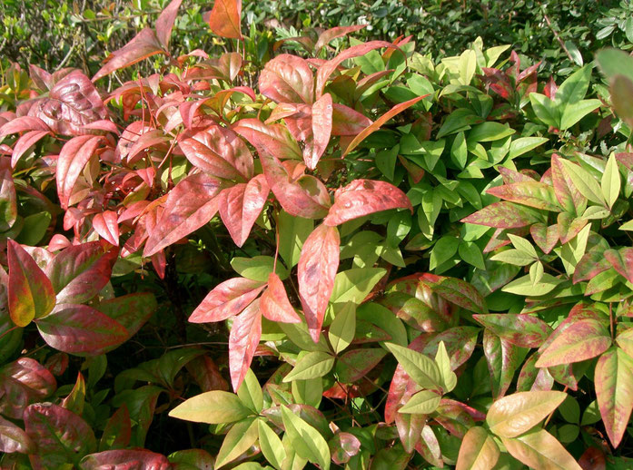 "Nandina domestica cv Otafukunanten" av KENPEI - KENPEI's photo. Licensierad under CC BY-SA 3.0 via Wikimedia Commons - https://commons.wikimedia.org/wiki/File:Nandina_domestica_cv_Otafukunanten.jpg#/media/File:Nandina_domestica_cv_Otafukunanten.jpg