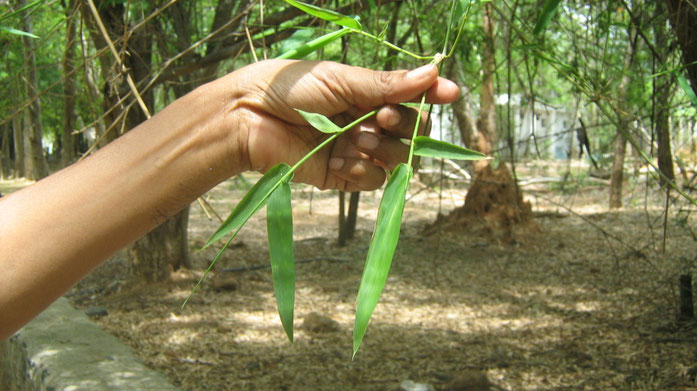 BU211F045_« Bamboo leaves,Tamil Nadu103 » par த.உழவன் — Travail personnel. Sous licence Domaine public via Wikimedia Commons - https://commons.wikimedia.org/wiki/File:Bamboo_leaves,Tamil_Nadu103.jpg#/media/File:Bamboo_leaves,Tamil_Nadu103.jpg