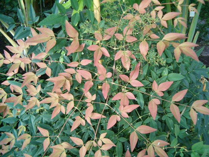 "Nandina domestica BotGardBln1105Leaves". Licensed under CC BY-SA 3.0 via Commons - https://commons.wikimedia.org/wiki/File:Nandina_domestica_BotGardBln1105Leaves.JPG#/media/File:Nandina_domestica_BotGardBln1105Leaves.JPG