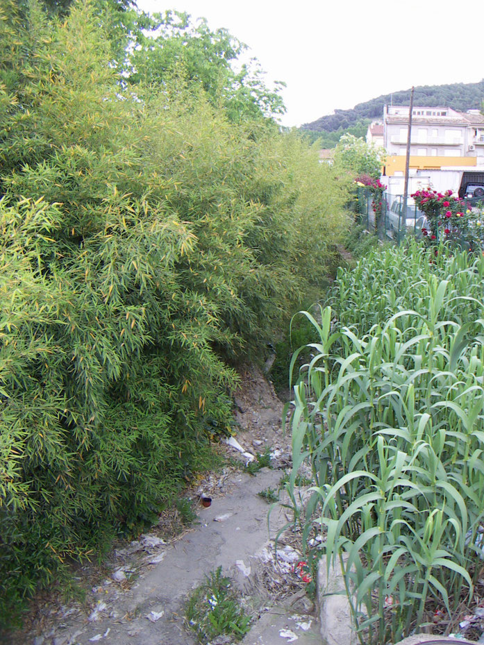 « Phyllostachys aurea - Arundo donax » par Jordi Coll Costa — Travail personnel. Sous licence CC BY-SA 3.0 via Wikimedia Commons - https://commons.wikimedia.org/wiki/File:Phyllostachys_aurea_-_Arundo_donax.jpg#/media/File:Phyllostachys_aurea_-_Arundo_dona