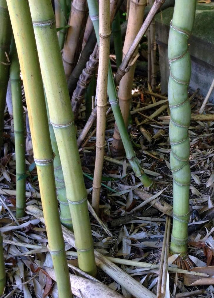 « Phyllostachys-écaille-tortue » par Abrahami — Travail personnel. Sous licence CC BY-SA 3.0 via Wikimedia Commons - https://commons.wikimedia.org/wiki/File:Phyllostachys-%C3%A9caille-tortue.JPG#/media/File:Phyllostachys-%C3%A9caille-tortue.JPG