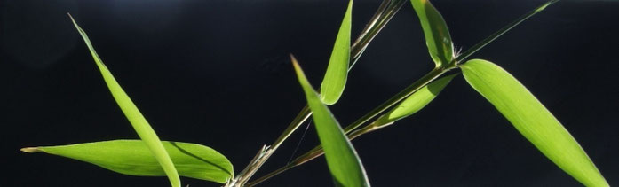 "Bamboo". Licensed under GFDL via Wikimedia Commons - https://commons.wikimedia.org/wiki/File:Bamboo.JPG#/media/File:Bamboo.JPG