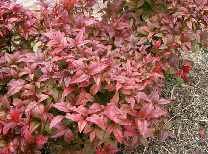 « Nandina domestica cv Otafukunante1 » par KENPEI — KENPEI's photo. Sous licence CC BY-SA 3.0 via Wikimedia Commons - https://commons.wikimedia.org/wiki/File:Nandina_domestica_cv_Otafukunante1.jpg#/media/File:Nandina_domestica_cv_Otafukunante1.jpg