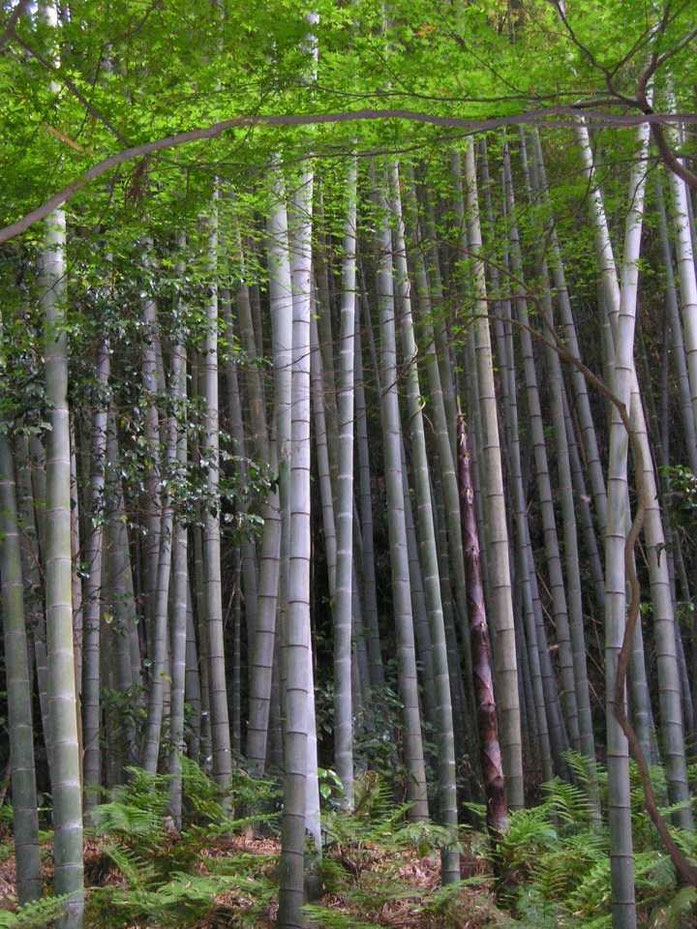 « Bamboo forest ». Sous licence CC BY-SA 3.0 via Wikimedia Commons - https://commons.wikimedia.org/wiki/File:Bamboo_forest.jpg#/media/File:Bamboo_forest.jpg