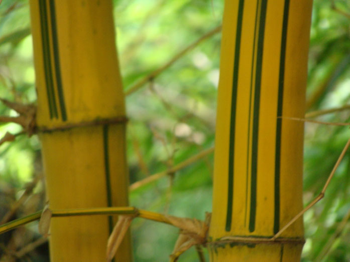 BU211F064_« Bamboo-2 » par Partheep — Travail personnel. Sous licence CC BY-SA 3.0 via Wikimedia Commons - https://commons.wikimedia.org/wiki/File:Bamboo-2.JPG#/media/File:Bamboo-2.JPG