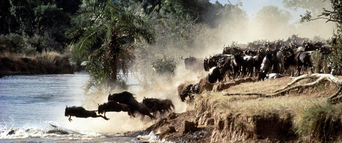 Serengeti. Gnu attraversano il Mara