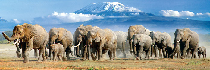 Kenya. Parco Nazionale Amboseli