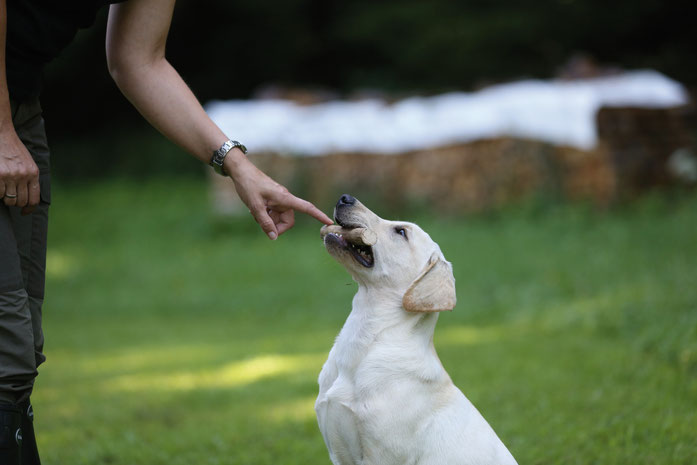 Bild: Jagdhundeausbildung - Bringen - Fach bei der Jägerprüfung und Aufsichtsjägerprüfung