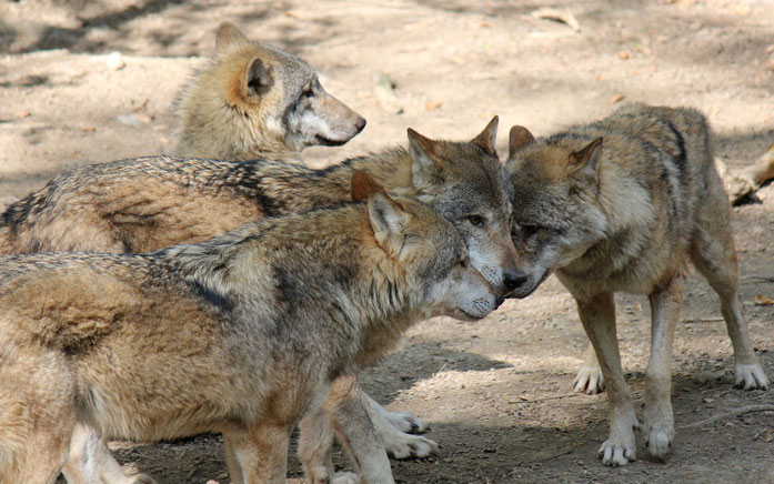 Wölfe im Wildnispark Zürich