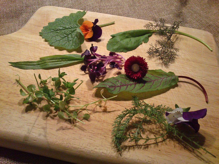 Rauke, wildes Stiefmütterchen, Fenchelkraut, Spitzwegerich, Rettichsprossen, Sauerampfer, Gänseblümchen, Vogelmiere, Schafgarbe