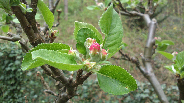 Apfelblüte