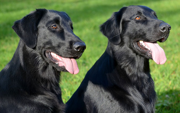 Cannelle und Meo (Foto Antoinette Heckmann)