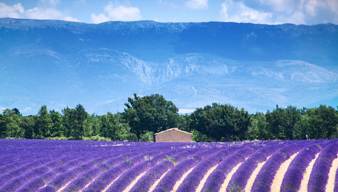 Picture of Lavender field from Pixabay.com