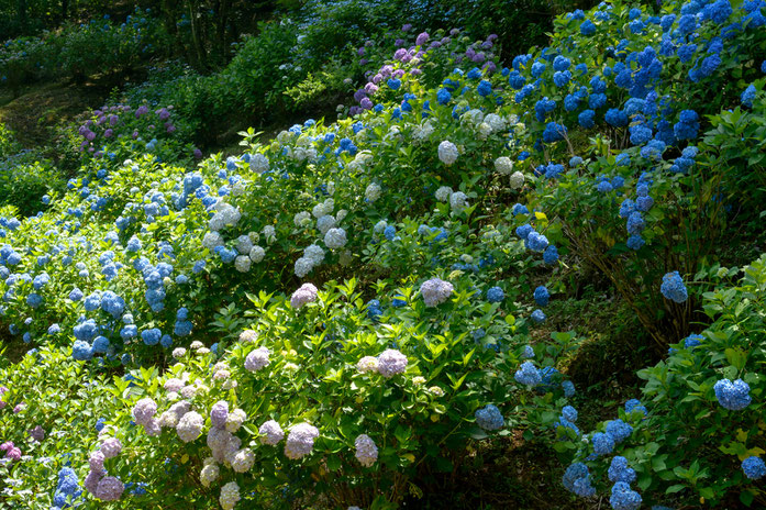 美濃加茂,可児,各務原,関,名古屋,バーベキュー,あじさい,紫陽花,アジサイ,モデル,撮影会,コンクール,ローラーすべり台,滑り台,家族,散歩,無料,レストラン