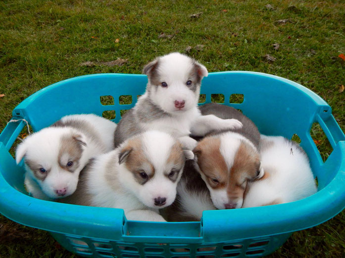 Grönlandhundwelpen, Greenlanddog, Puppies