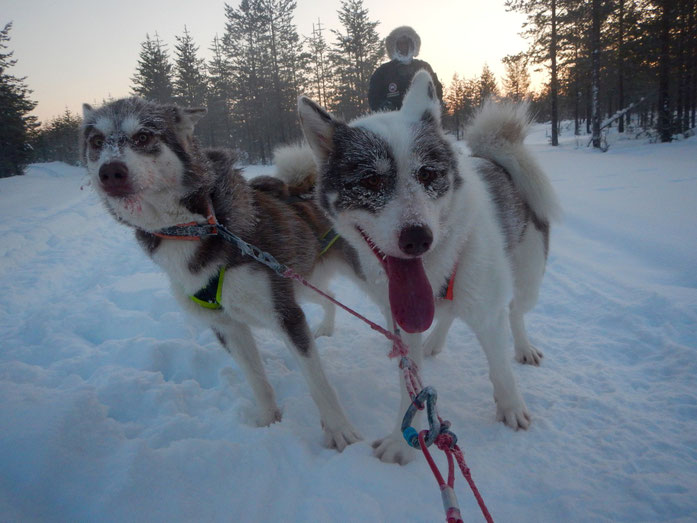 Greenlanddogs, sledtour with -35C degrees among the Arctic Circle