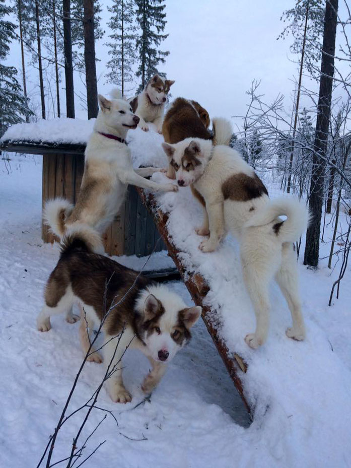 Greenlanddogs, Grönlandhunde, Greenlanddogs puppies, Grönlandhundwelpen