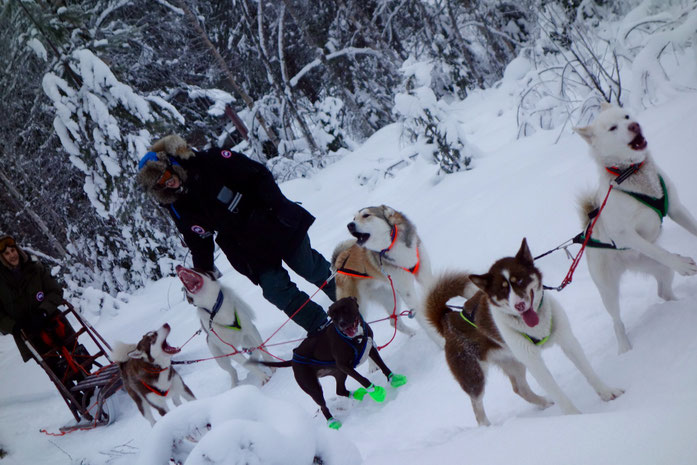 Greenlanddogs sledtour at the Arctic Circle in Sweden, Jokkmokk