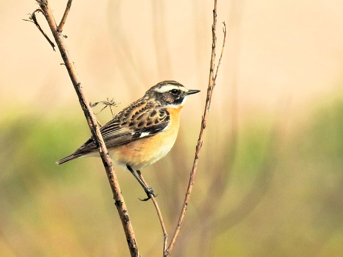 Foto: (NABU/Kathy Büscher) Braunkehlchen