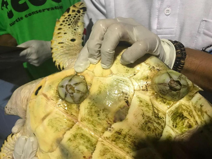 bernacles stick on turtle 