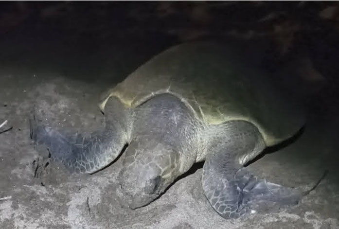 olive Ridley