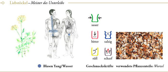 bild: liebstöckel liebstoeckel ueberblick header meisterkraeutertherapie c wolfgang schroeder verlag der heilung