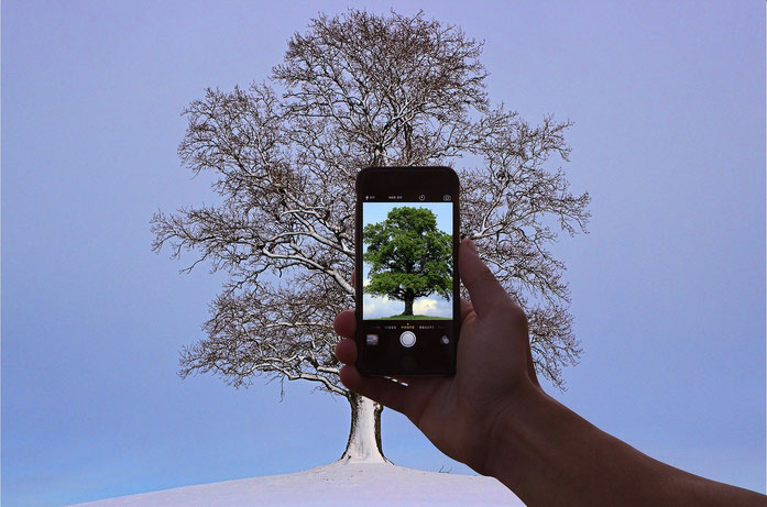 smartphone photographiant un arbre hivernal apparaissant feuillu sur la photo