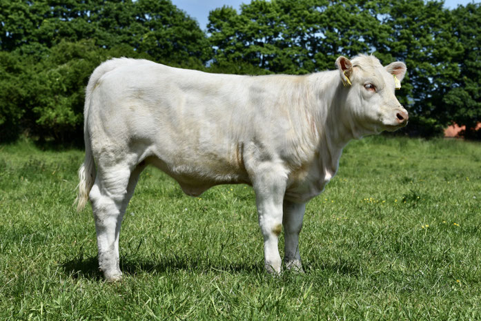Oranie, Jacob Ps x Orchidee (Fandango) mit 7 Monaten