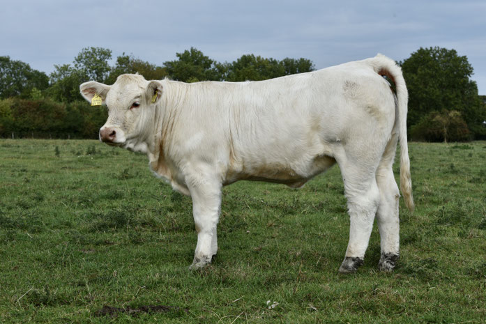 Traudel Pp, Tornado PP x Traviata (Lascar) mit 9 Monaten
