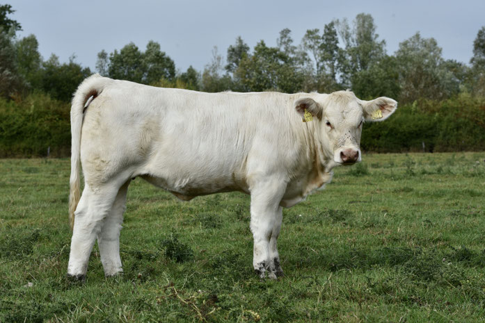 Traudel Pp, Tornado PP x Traviata (Lascar) mit 9 Monaten