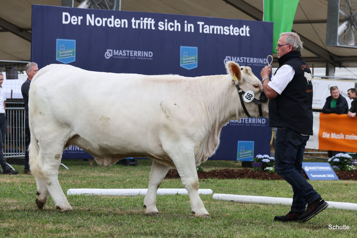 Oranie, Jacob Ps x Orchidee (Fandango)